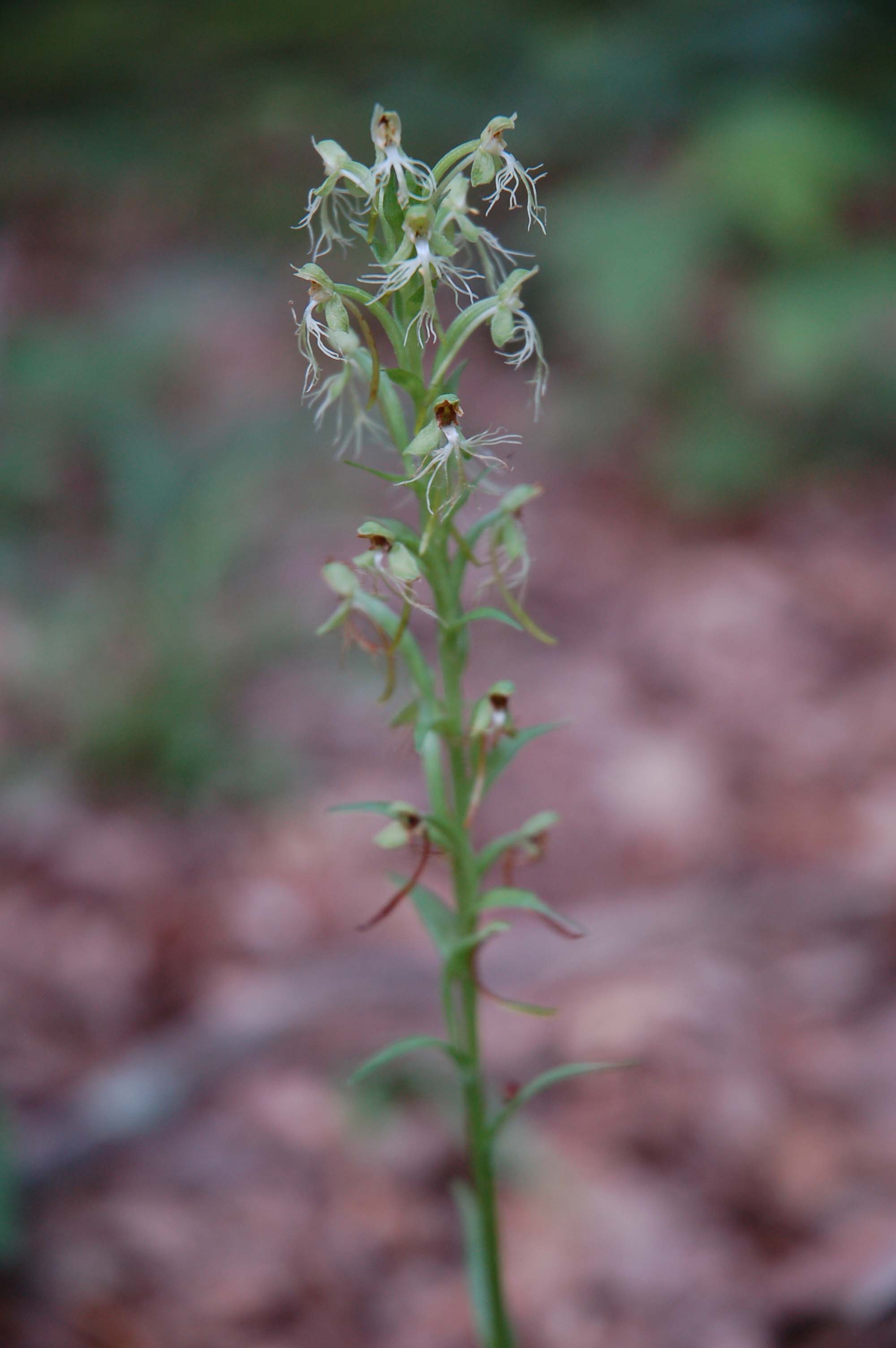  Ragged Fringed Orchid in the Ozarks 