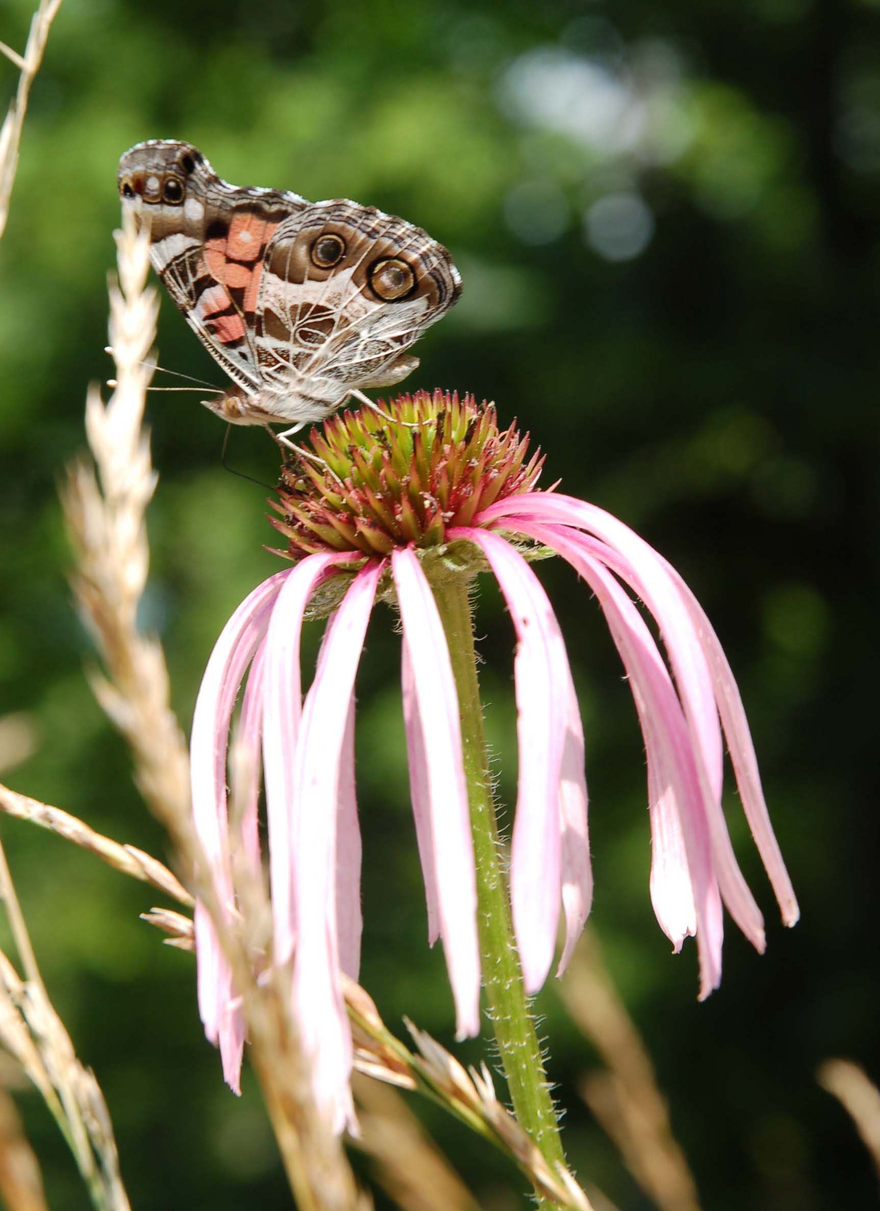  Painted lady on Echinacea in the Ozarks 