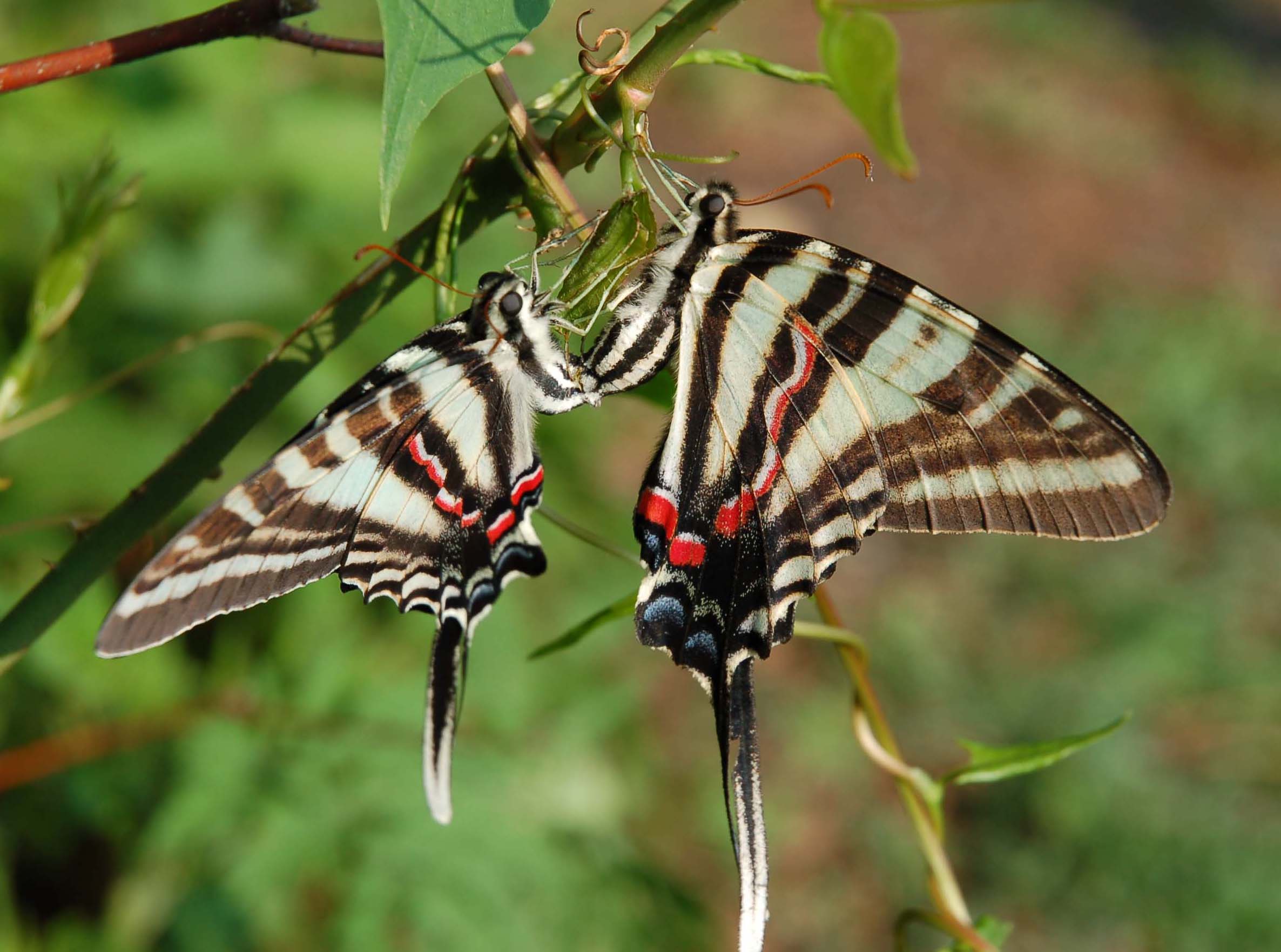 Zebra Swallowtails mating in the Ozarks 