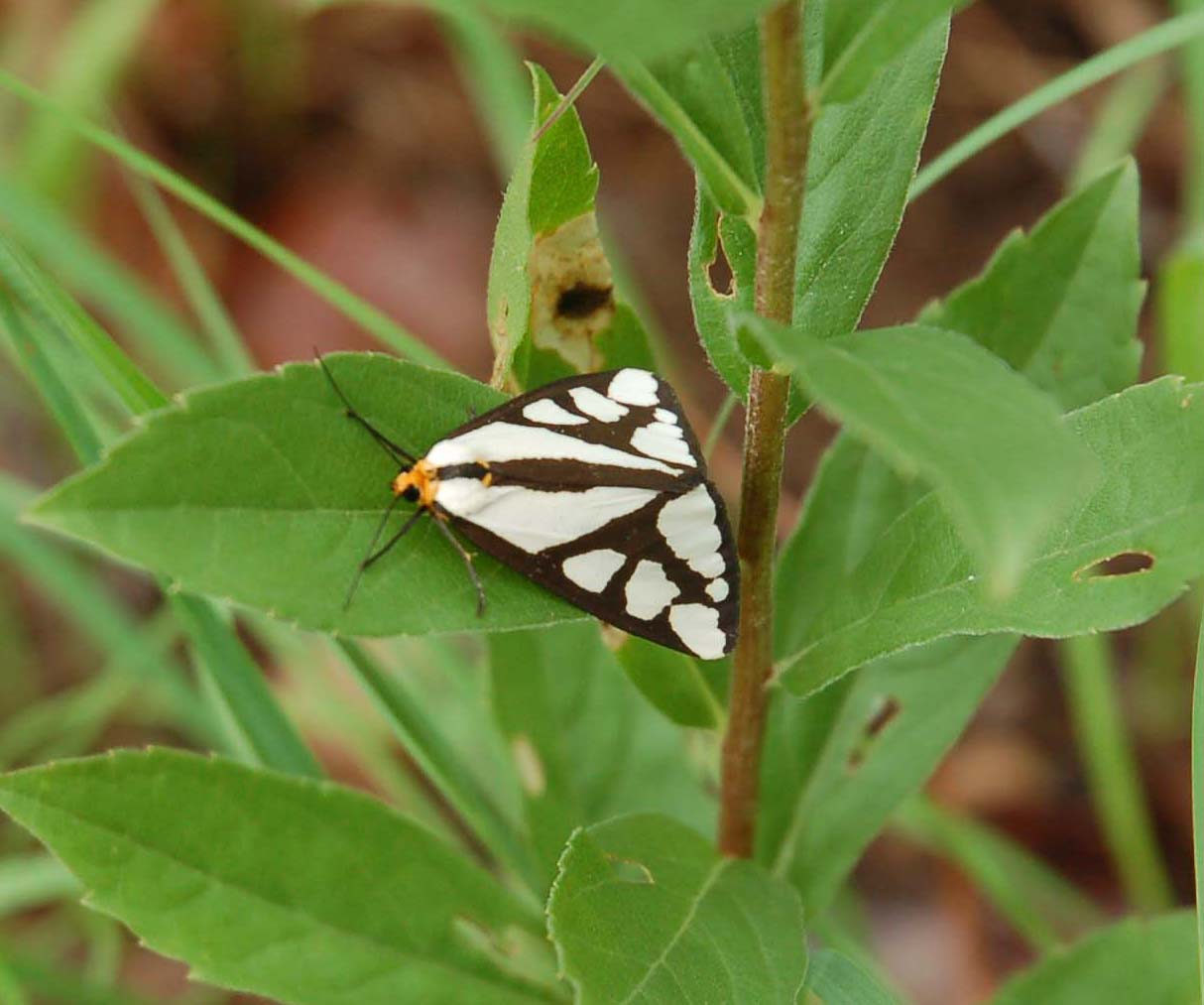  Arctiid moth in the Ozarks 