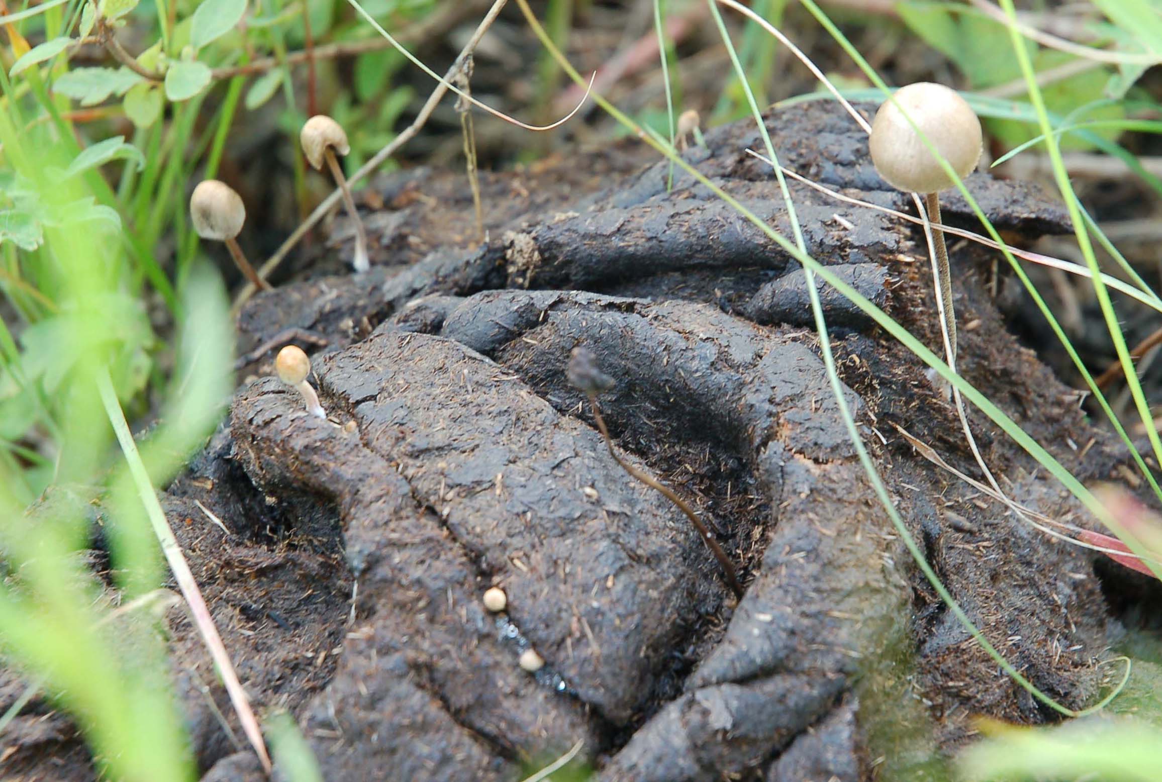  fungi from Bison dung 
