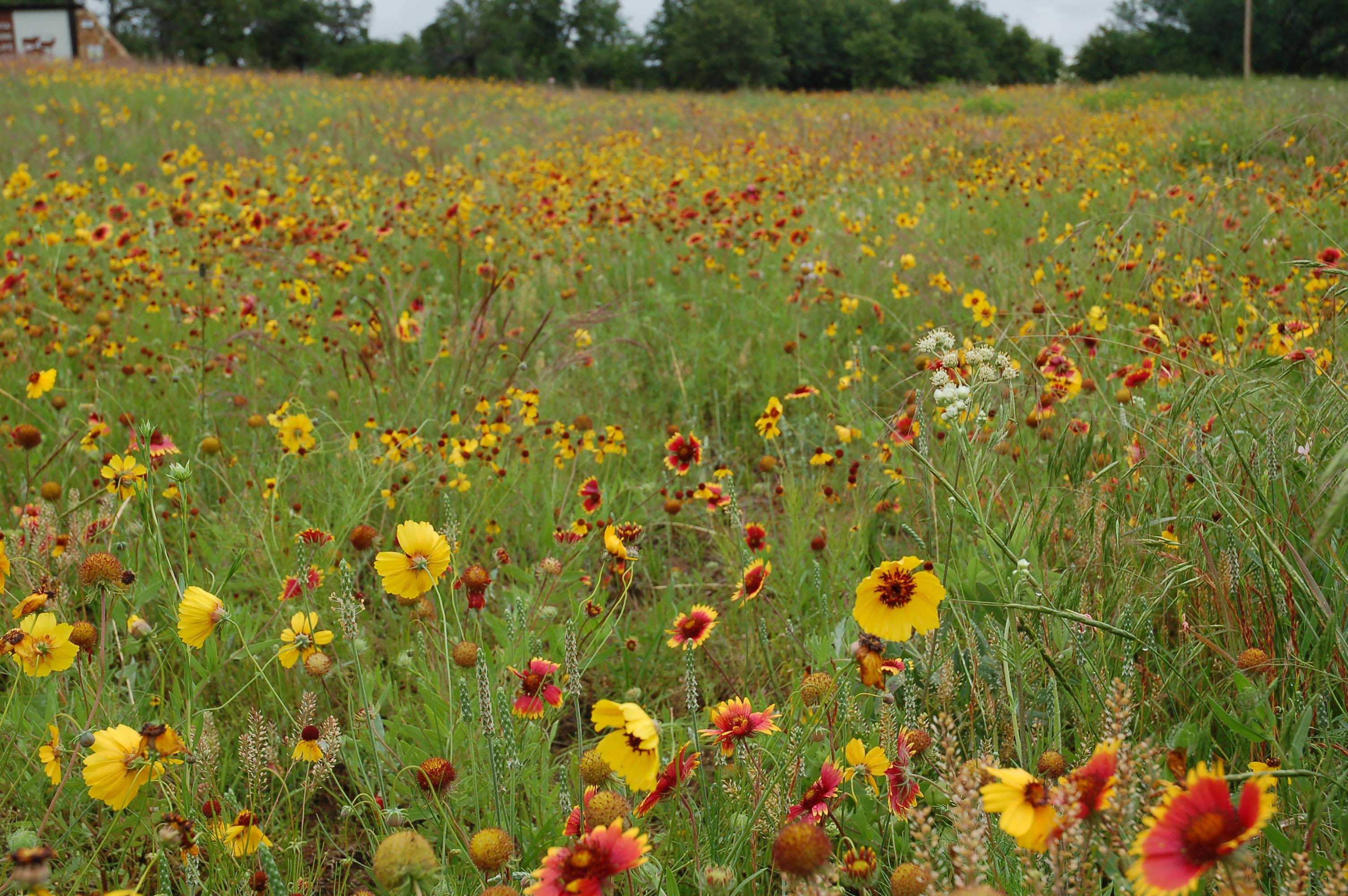 Indian blankets, etc. at the Wichita Mountains 