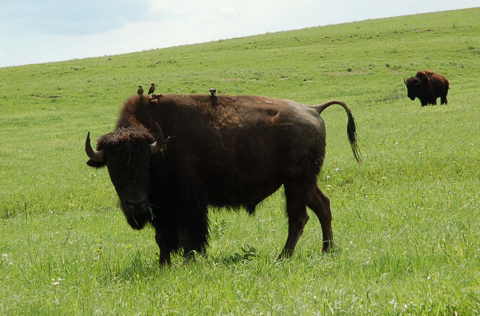  Bison with cowbirds 