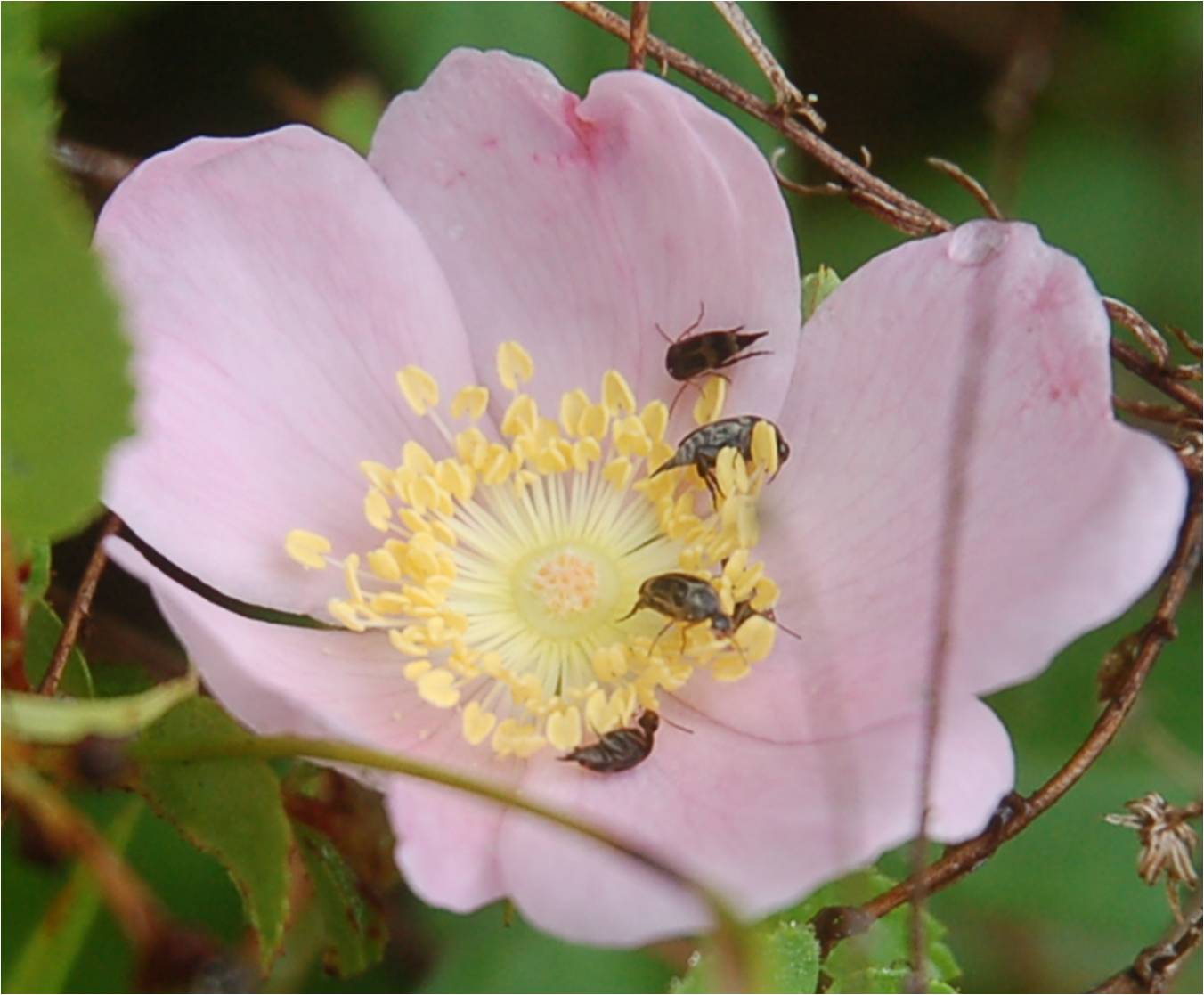 Carolina rose with Tumbling Flower beetles at ECWA's Glennstone preserve