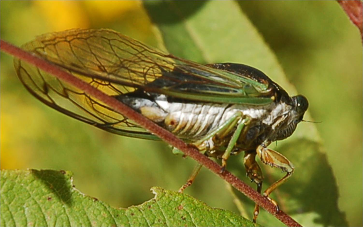 cicada from Picture Creek Diabase