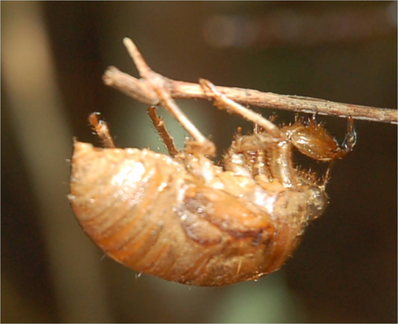 cicada exoskeleton in Glennstone Preserve