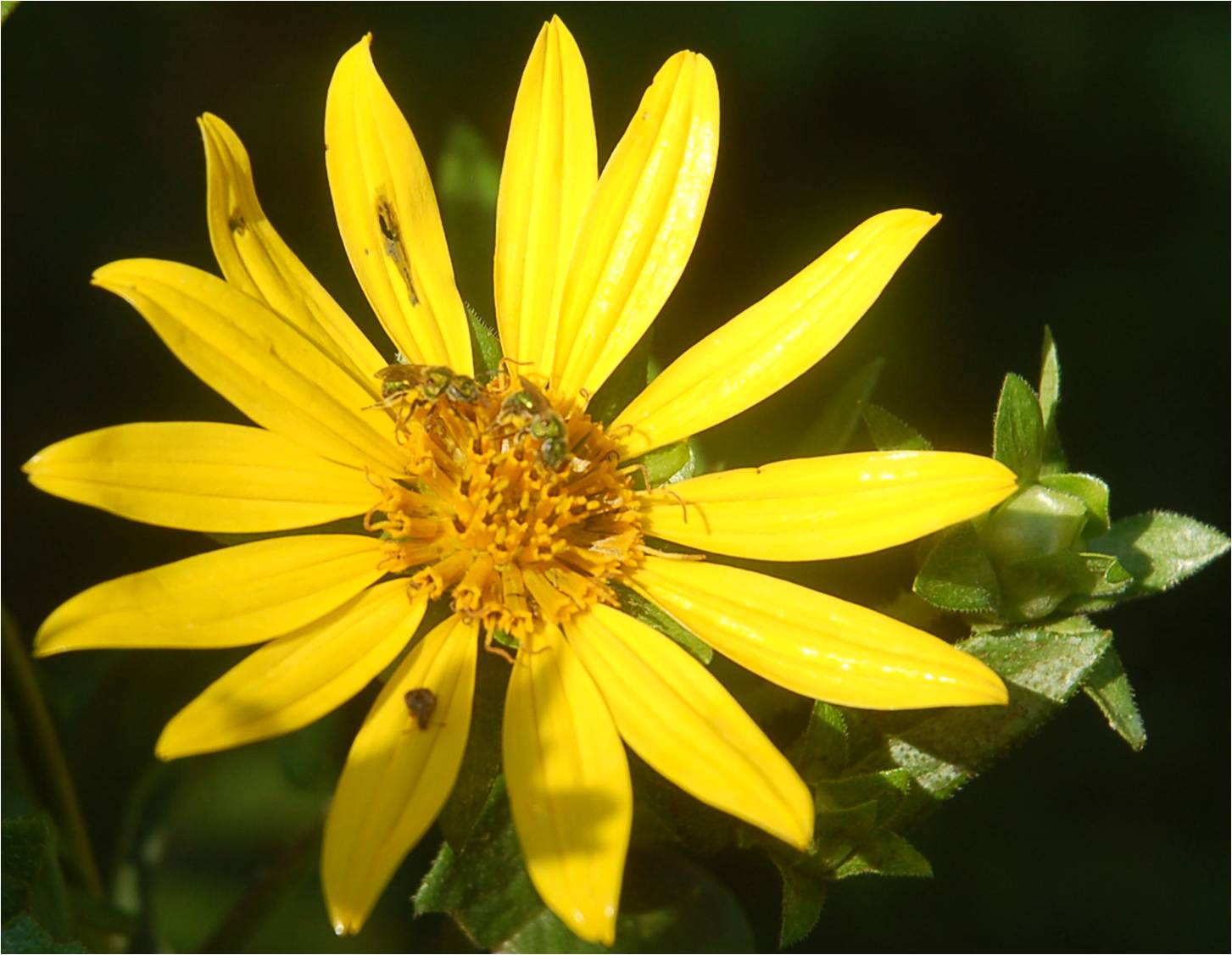 Halictid (sweat) bees on Helianthus (sunflower) at ECWA's Glennstone Preserve