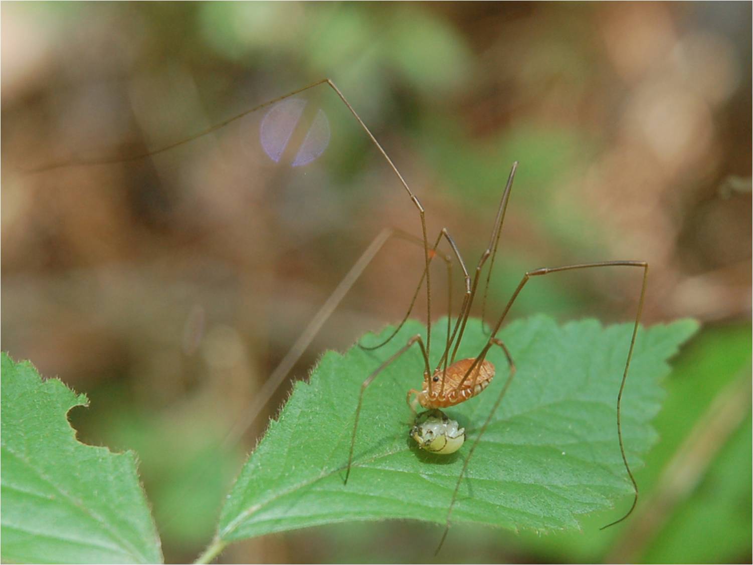 Harvestman eating an insect at ECWA's Glennstone preserve