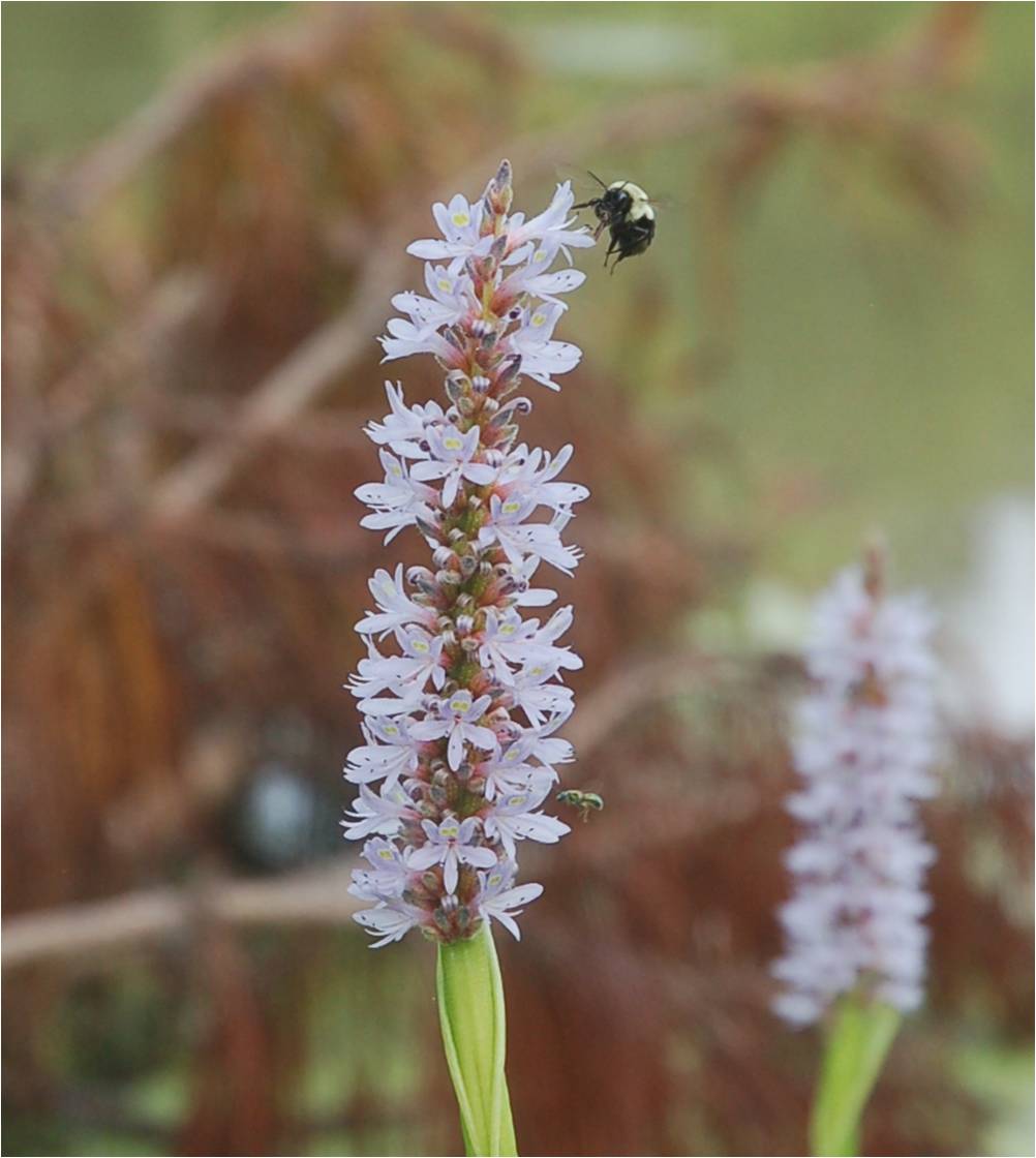 Bumblebee and Sweat bee on Pickerel Weed at Glennstone