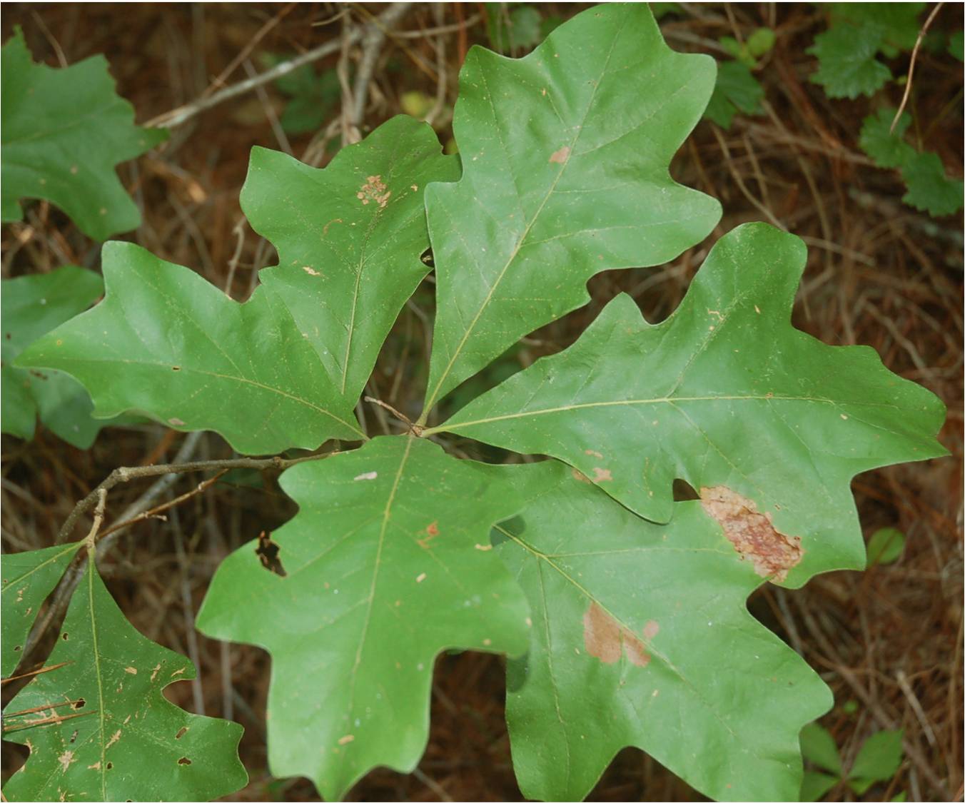 Oak species at ECWA's Glennstone Preserve