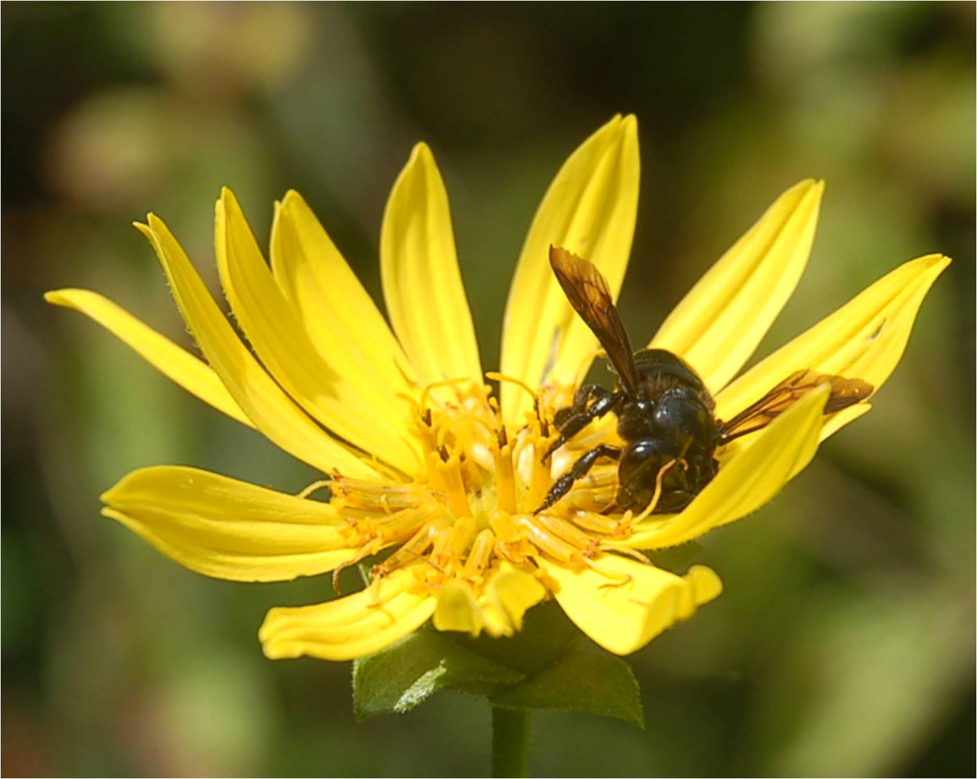Bee on Helianthus (sunflower) at ECWA's Glennstone Preserve
