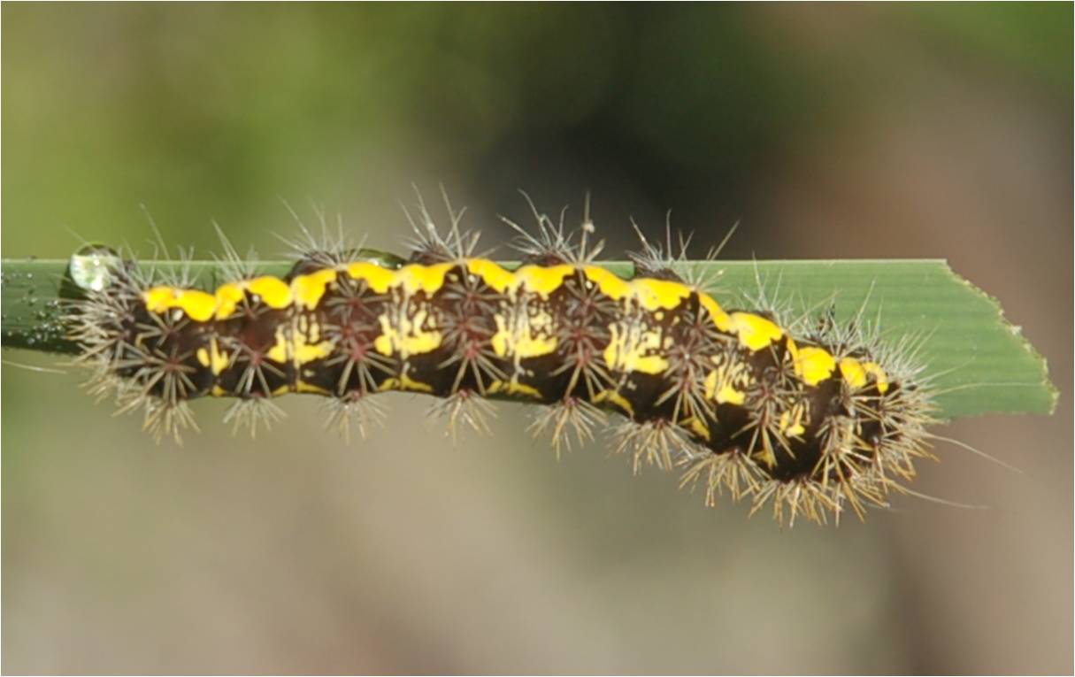 Acute dagger moth caterpillar at ECWA's beaver marsh preserve