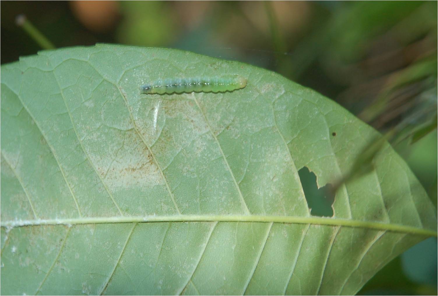 Caterpillar in sewed leaf at ECWA's Glennstone preserve