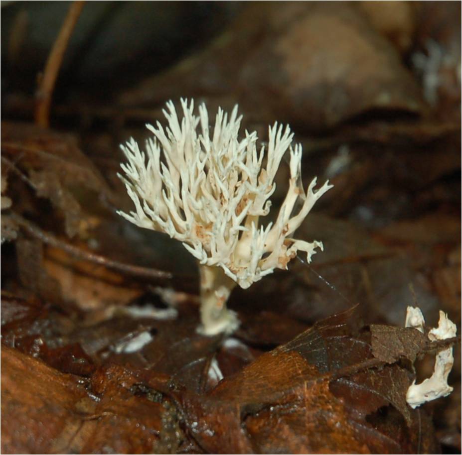 coral fungus at ECWA's Glennstone preserve