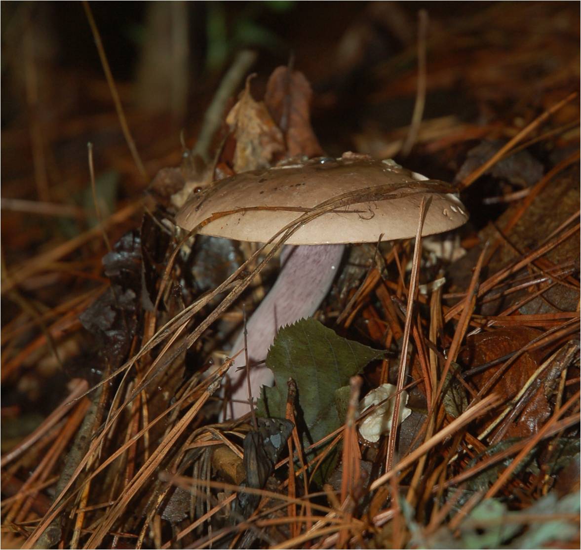Fungus at ECWA's Glennstone preserve