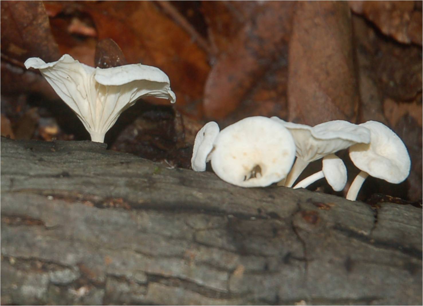 Fungus at ECWA's Glennstone preserve