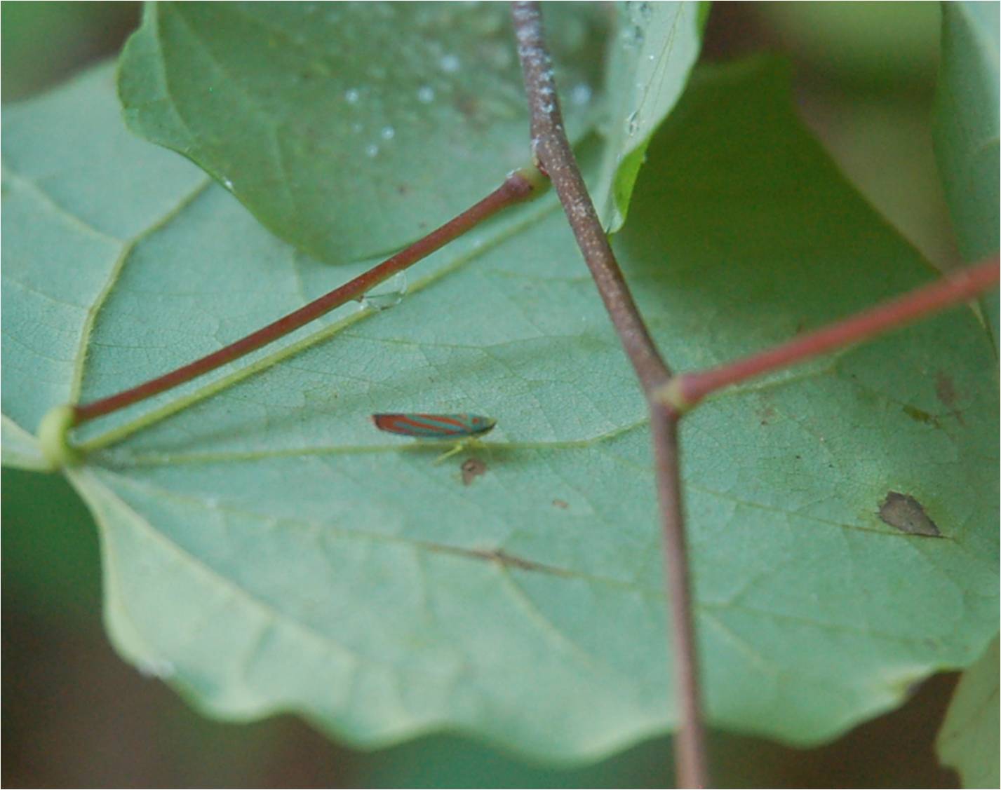 red-banded leaf hopper on Redbud (Cercis canadensis) at ECWA's Glennstone preserve