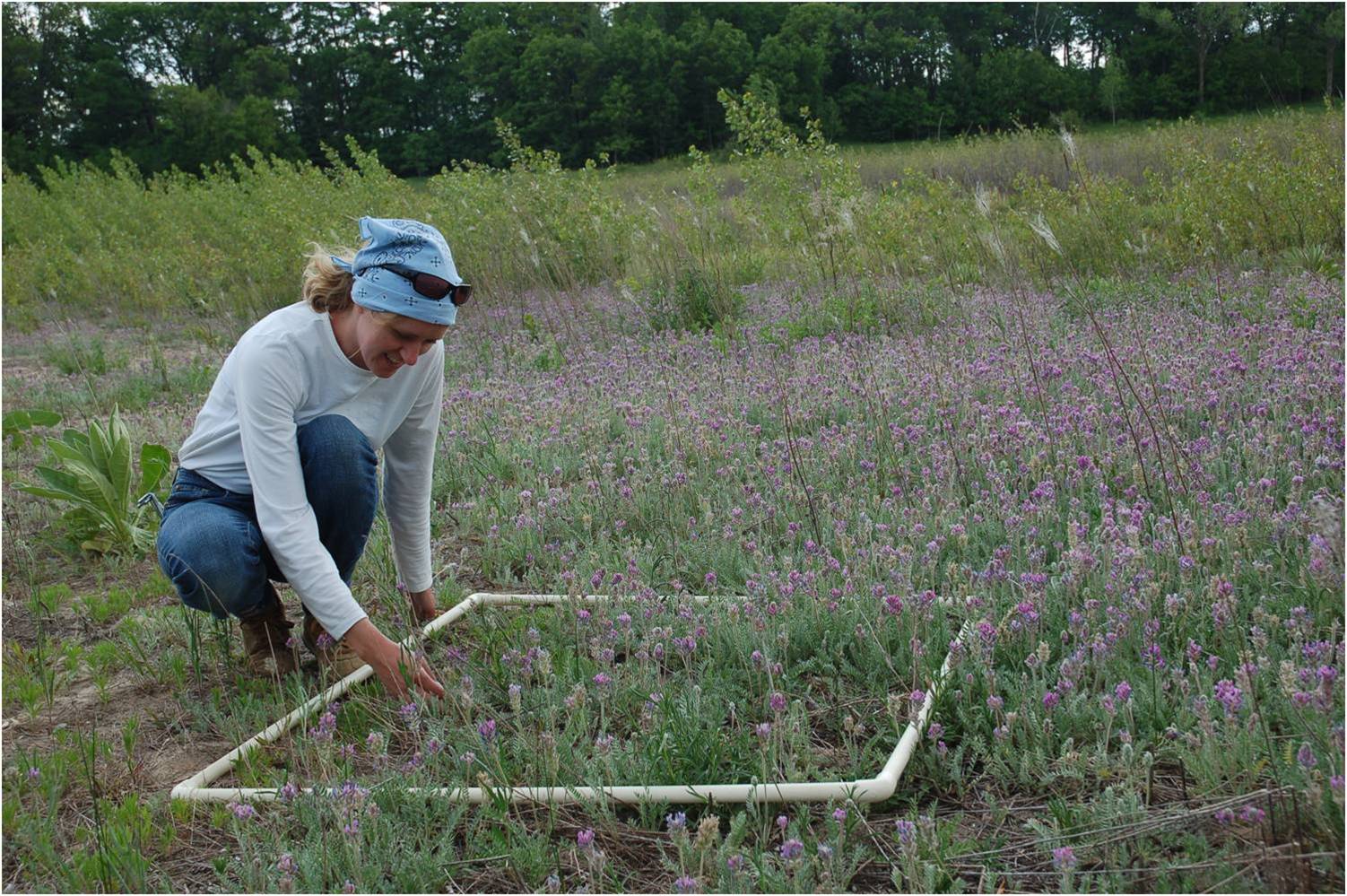 Devin Berge counting Fassett's Locoweed Plants