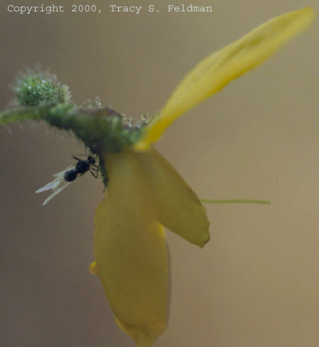  Chapmania floridana with insect caught on glandular trichomes 