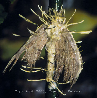  Cordiceps on moth near New Hope Creek