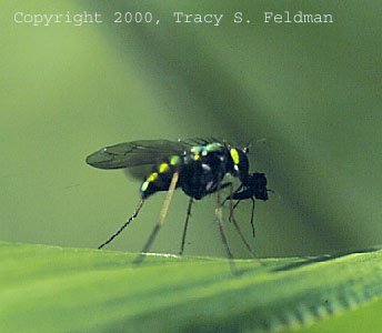  Dolichopodid fly with prey item 