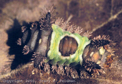  saddleback caterpillar (Sibine stimulea) at Johnston Mills
