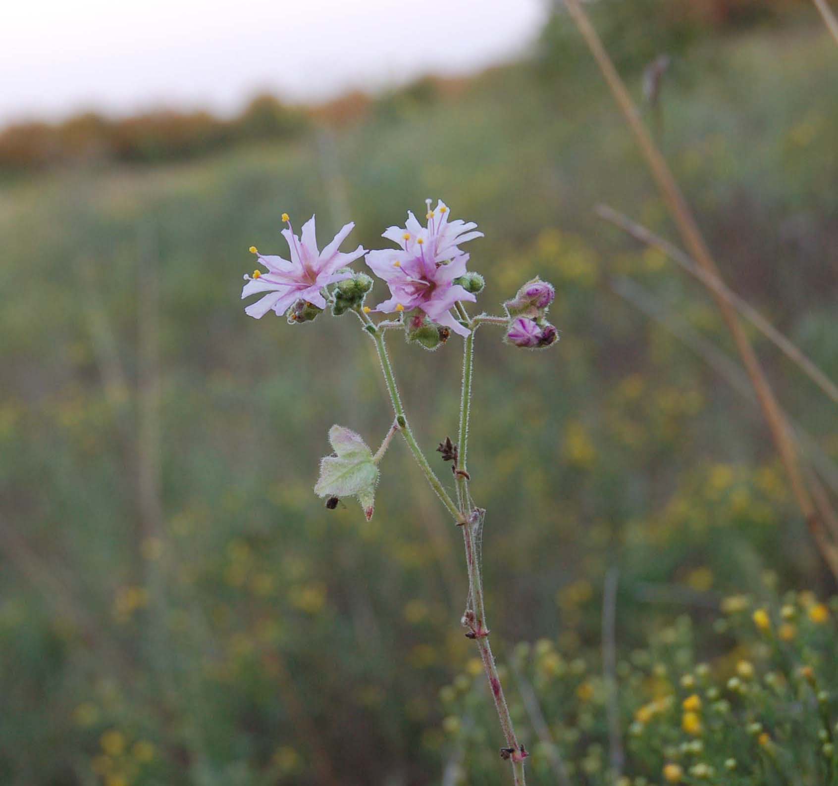  unknown prairie flower 