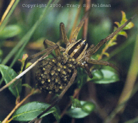  Wolf spider with young on her back at Green Swamp 